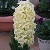 ヒアシンス球根　テープ巻（水栽培）　黄色　　１球入