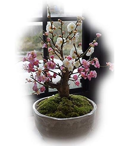 三河盆栽　梅　ウメ　思いのまま　盆栽 三河盆栽 梅 ウメ 思いのまま 盆栽