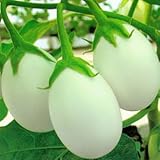 100 pcs Tomato Seed White Tomato Vegetable Fruit Lycopersicon Esculentum
