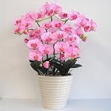 光触媒の胡蝶蘭 鉢植え 造花 アートフラワー Mサイズ-5本立 H70cm(ピンク-白鉢)