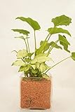【お手入れ簡単、無菌・無臭の園芸用土セラミス使用】　ハイドロカルチャー　観葉植物　寄せ植え二種　セラミス　ブロック10ーＭ