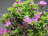 盆栽　花芽付き！雲仙米ツツジの鉢植え　現在、開花中（4/6）