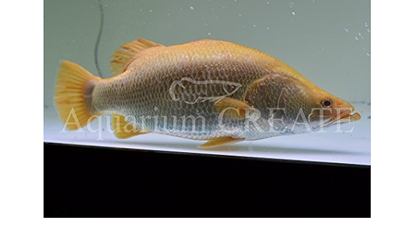 Amazon オーストラリア アルビノバラマンディ40cm 淡水魚 観賞魚 水中生物 通販