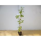 【ノーブランド品】 ヤマボウシ 樹高1.0m前後 12cmポット /