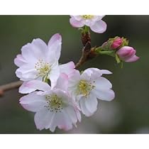Amazon | 桜 苗木 十月桜 桜苗販売 十月桜は 春と秋に咲く 二季