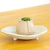 苔盆栽 モスモス モスカエル 白 受け皿セット