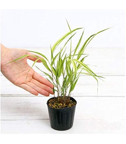 特大良品風知草❗フウチソウ36号鉢1鉢 特大良品風知草❗フウチソウ36