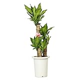 花市場直送便 観葉植物 マッサンゲアナ (幸福の木)