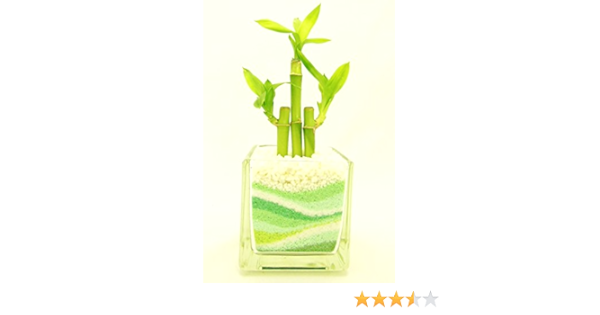 Amazon ミニ観葉 植物 ミリオンバンブー ハイドロカルチャー ガラス植え S グリーン お手入れ簡単 お祝い ギフトに最適 室内で安心な土を使わない水耕栽培 お部屋にグリーンを置いてきれいな空気でリラックス 観葉植物 オンライン通販