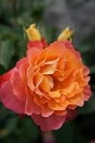 バラ苗 フリューテ 大苗 木立バラ 四季咲き オレンジ色 バラ 苗 薔薇 バラ苗木 np