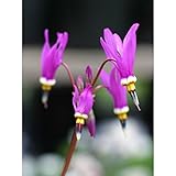 シクラメンモドキ3号ポット 2株セット[ドデカセオン 赤紫色のカタクリに似た可憐な花] ノーブランド品