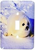 3dRose lsp_74854_1 Gulf Of St. Lawrence, Harp Seal-Cn14 Gje0024 Gavriel Jecan Single Toggle Switch