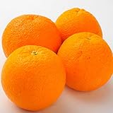 南国フルーツ オーストラリア産オレンジ 20玉(1玉200g)