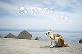 僕の見たネコ　2017青島　その2