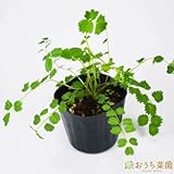 サラダ バーネット 【苗】 ９ ｃｍ ポット ＜当店は 苗 種 鉢 培養土 ニーム の専門店＞