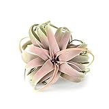 Brown. ブラウン キセログラフィカ ピック レッド