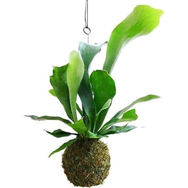 Amazon コウモリラン ビカクシダ ワイヤー付 苔玉 観葉植物 本物 卓上 インテリア 吊り 吊り下げ 観葉植物 オンライン通販