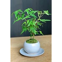 Amazon.co.jp: 【山紅葉（ヤマモミジ）の盆栽（白陶器鉢）・下皿