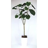 フェイクグリーン・人工観葉植物(ウンベラータ) 鉢の色(白)