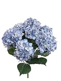 1 Artificial Silk 22" Blue Hydrangea Bush w/ 7 Mop Heads - Multiple Colors Available by Larksilk [並行