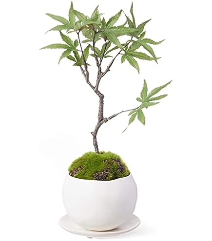 Amazon｜CUPBON 苔盆 しずく 盆栽 フェイクグリーン カップボン｜人工