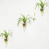 Mkono 2 Pack Wall Hanging Vase Glass Flower Plant Terrarium Planters Cone [並行輸入品]