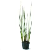 (ビオトープ/水辺植物) ネビキグサ(アンペライ)(1ポット分) 本州・四国限定[生体]