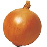 国華園　玉ねぎ苗　F1つり玉パーフェクト　500本【※発送が国華園からの場合のみ正規品です】