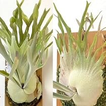 Amazon｜frog_yamato【veitchii wild Gede】トキントキン ベイチー ゲ