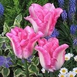 チューリップ　恋心（新潟11号）　５球入