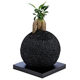 【eco-pochi】ガジュマル × エコポチ・スフィア (丸型通常サイズ)　黒　竹炭やシラスを使った観葉植物用ポッド