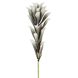 Torre & Tagus 900604砂漠Lily Stem – グレー