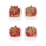 Perfeclan 4個入り　高品質　現実的　人工多肉植物　サボテン/ロータス/アロエ　ミニチュア　生き生き　植物　多種選べる　 - ＃13