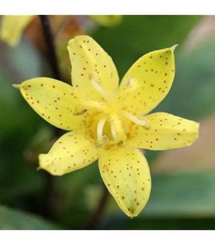 山野草　ホトトギス　妖精の2苗！ Amazon | [ 山野草苗 ] ホトトギス「妖精」 | 花