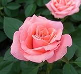 【生産農場直送】バラ苗 フォーエバーローズ マルセイユ 4号鉢