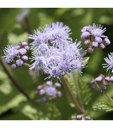 予約　専用　フジバカマ　５５０苗　白　赤 予約 専用 フジバカマ 550苗 白 赤