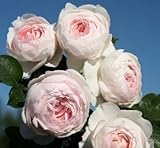 バラ苗 クリスティアーナ 国産新苗4号ポリ鉢 つるバラ（CL） 四季咲き アンティークタイプ 淡桃 ピンク系