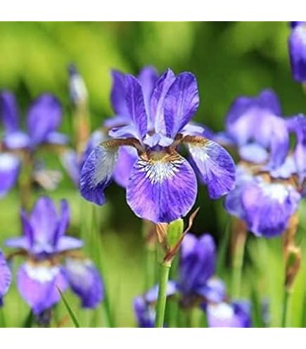 Amazon.co.jp: 菖蒲湯に使う菖蒲の株 5芽 : DIY・工具・ガーデン