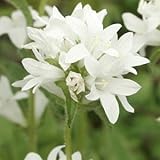 白花カンパヌラ・グロメラータ