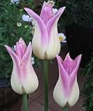 チューリップ 　エレガントレディ　５球入