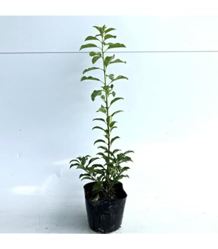 ニッケイ苗木　1本　匿名配送 Amazon.co.jp: ニッケイ（ニッキの木） 苗木1本 : DIY・工具