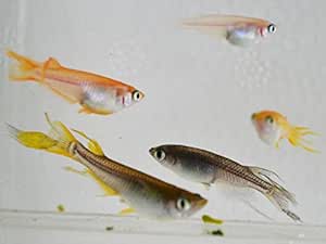 Amazon めだか物語 ヒレ長スワローめだか色々お楽しみ10匹セット 生体 めだか物語 観賞魚 水中生物 通販