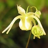 荒川岳姫黄花イカリソウ