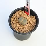 多肉植物：リトープス　紫勲*幅2.2cm