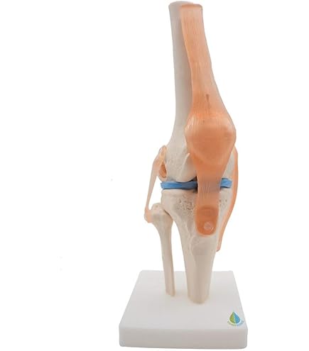 Amazon.co.jp: Oakseri 膝関節模型 人体ひざモデル 膝関節可動 靭帯