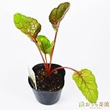 スイスチャード 【苗】 9cmポット ＜当店は 苗 種 鉢 培養土 ニーム の専門店＞