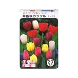 秋植え球根 お徳用 チューリップ20球入混合 (540392)