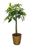花市場直送便観葉植物 パキラ 8寸鉢