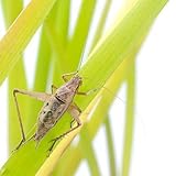 (昆虫) マツムシ オス(1匹) 本州・四国限定[生体]