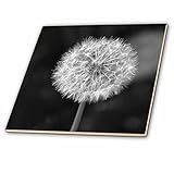 CT _ 192845 PS花 – ブラックとホワイトDandelion Flower – タイル 6" ブラック ct_192845_2